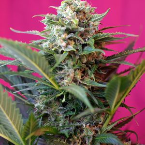 Big Devil XL Auto Sweet Seeds