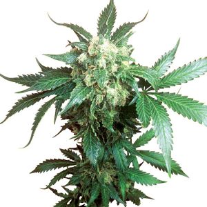 Black Domina Sensi Seeds