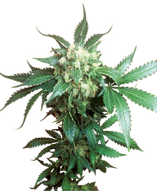 Black Domina Sensi Seeds