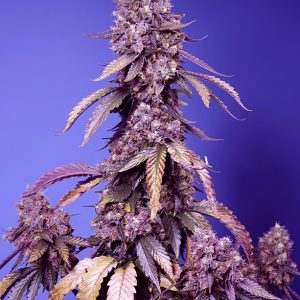Black Muffin Fast Sweet Seeds