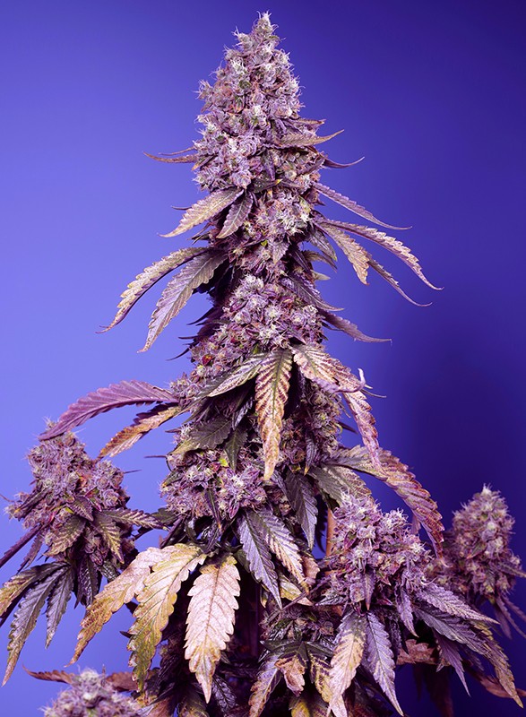 Black Muffin Fast Sweet Seeds