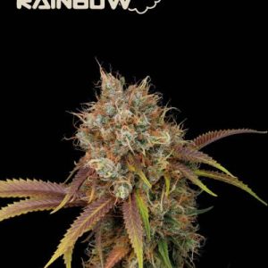 Black Rainbow Seedstockers