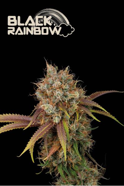 Black Rainbow Seedstockers