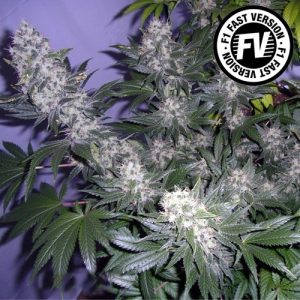 Black Jack F1 Fast Sweet Seeds