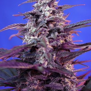 Bloody Skunk Auto Sweet Seeds