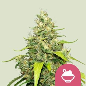 Blue Gelato Royal Queen Seeds