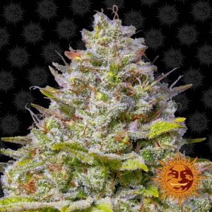 Blue Gelato 41 Barney's Farm
