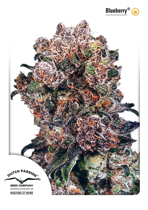 Blueberry Dutch Passion