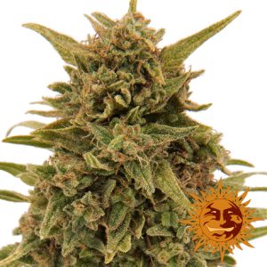 Blueberry OG Barney's Farm