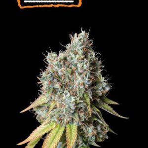 Bruce Banner Auto