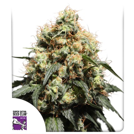 Bruce Lemon Diesel Dutch Passion