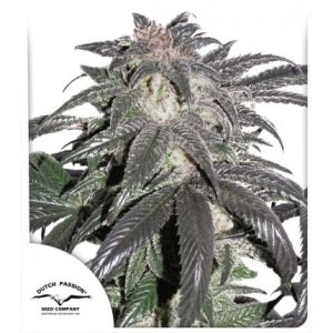 Bubba Island Kush Dutch Passion