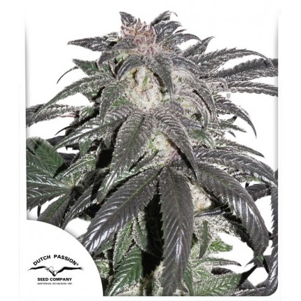 Bubba Island Kush Dutch Passion
