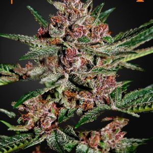 Bubba Kush Barney's Farm