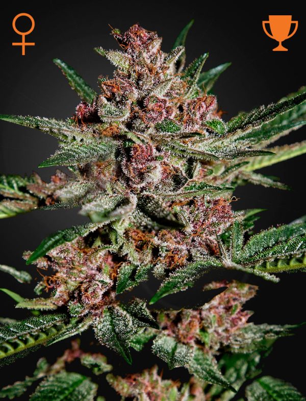 Bubba Kush Barney's Farm