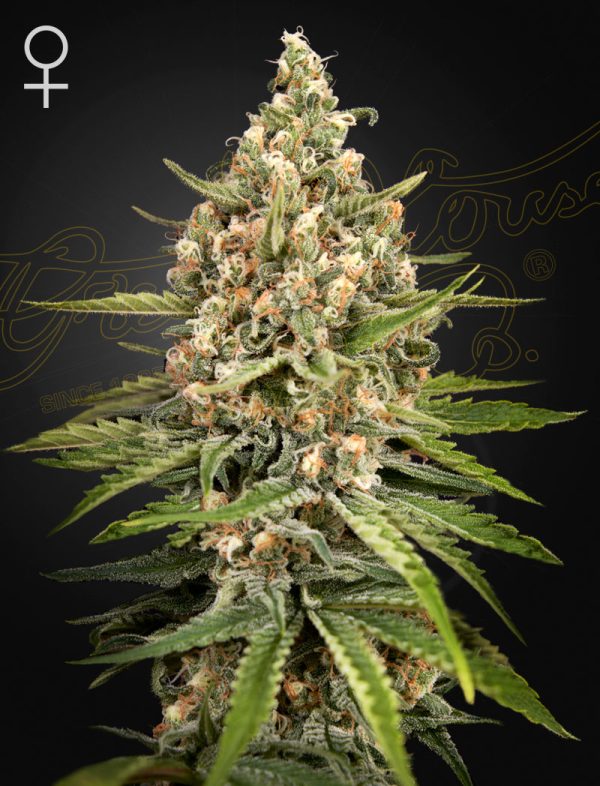 Bubba Slush Green House