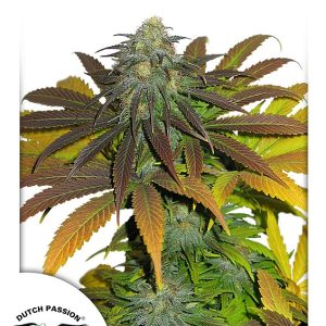 Californian Orange Dutch Passion
