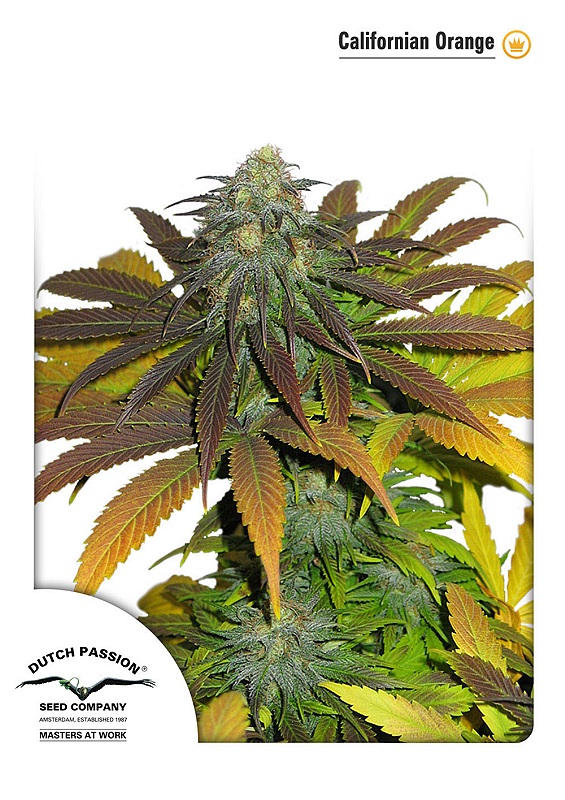 Californian Orange Dutch Passion