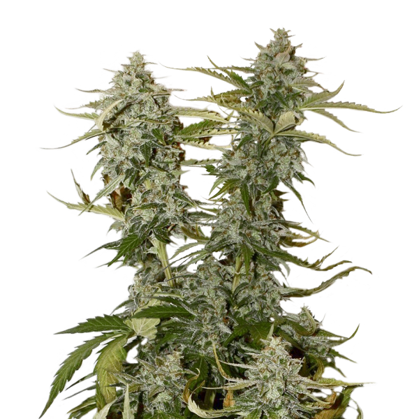 Candy Dawg Auto Seedstockers
