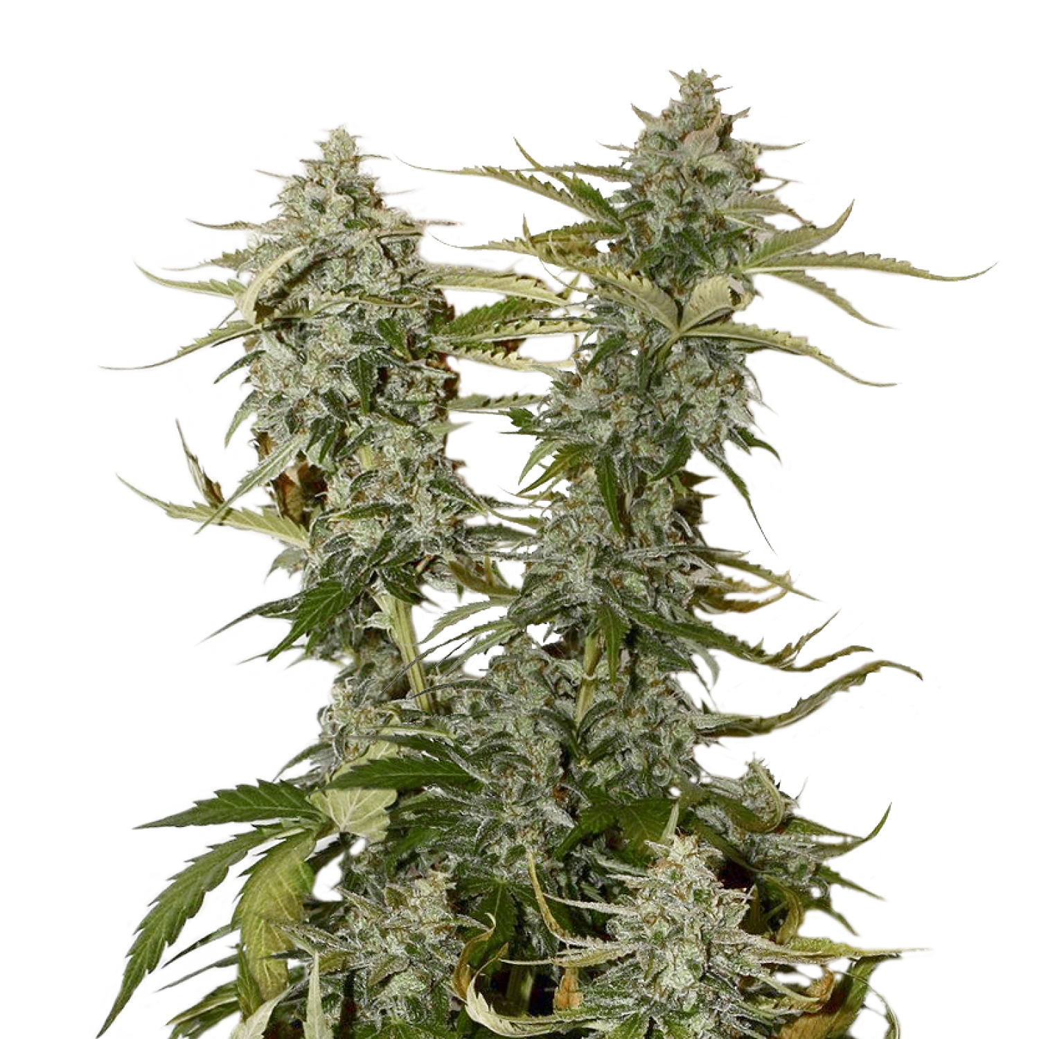 Candy Dawg Auto Seedstockers
