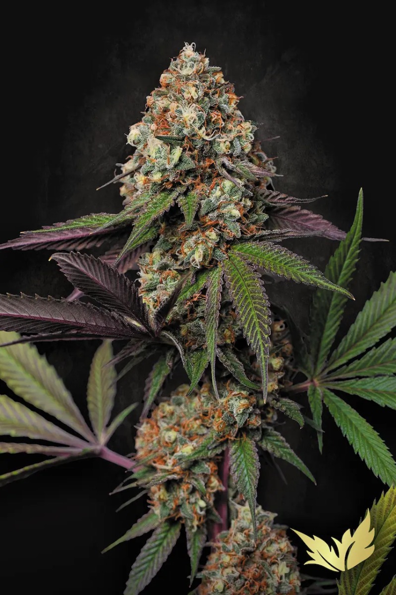 Caramba Paradise Seeds