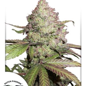 CBD Auto Charlotte's Angel Dutch Passion
