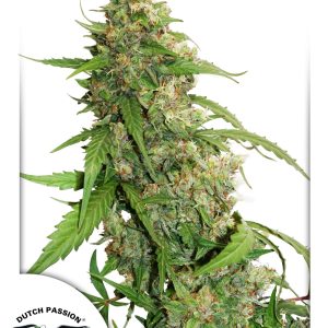 Auto CBD Compassion Lime Dutch Passion – sativa-dominantna CBD autoflower z aromatičnimi citrusnimi cvetovi, kompaktna in smolnata, pripravljena za žetev.