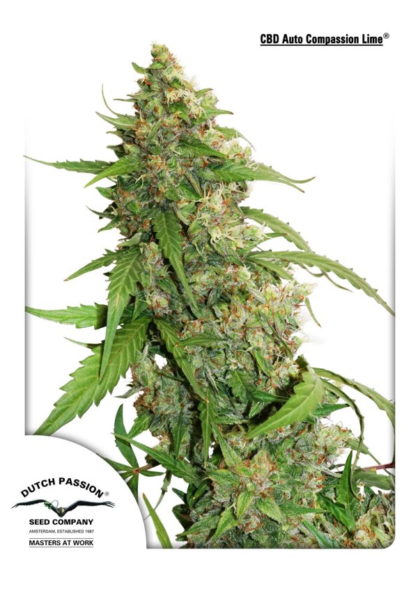 Auto CBD Compassion Lime Dutch Passion – sativa-dominantna CBD autoflower z aromatičnimi citrusnimi cvetovi, kompaktna in smolnata, pripravljena za žetev.