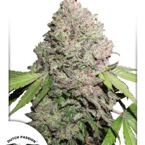 Charlotte's Angel CBD Dutch Passion