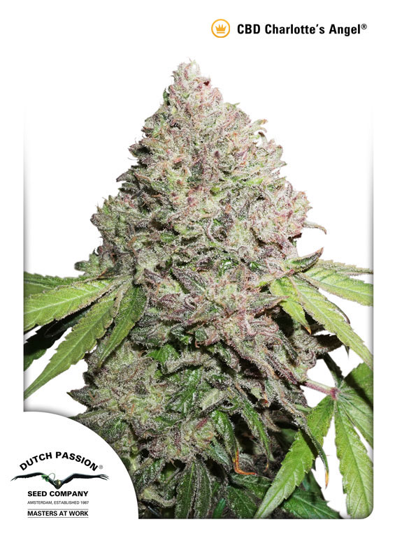 Charlotte’s Angel CBD Dutch Passion