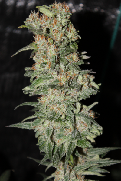 CBD Critical XXL Seedstockers