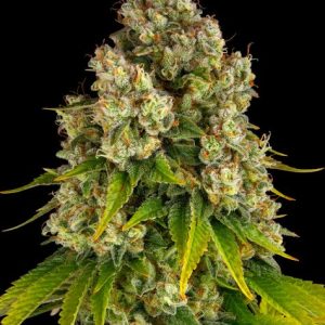 Cheese Auto Barney's Farm