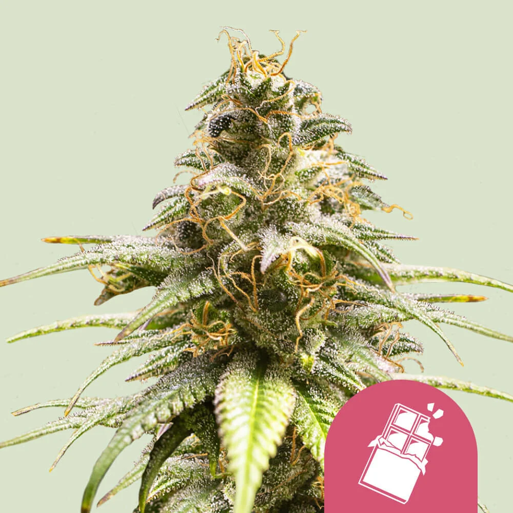 Chocolate Haze Royal Queen Seeds