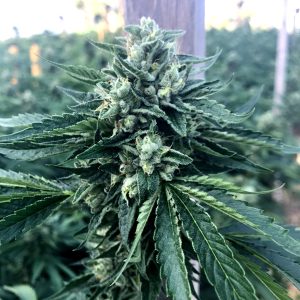 Cinnamon Buddha OG Humboldt Seed Organization