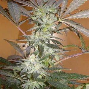 Chocolate Mint OG Humboldt Seed Organization