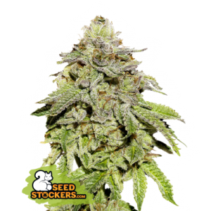Cookies and Cream Seedstockers