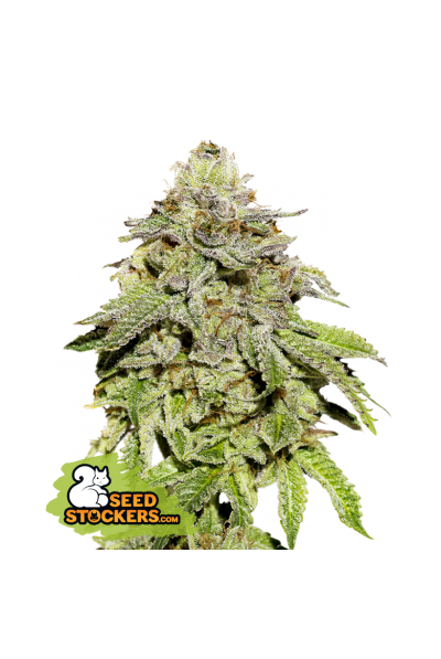 Cookies and Cream Seedstockers