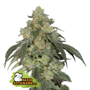 Cookies Fast Seedstockers