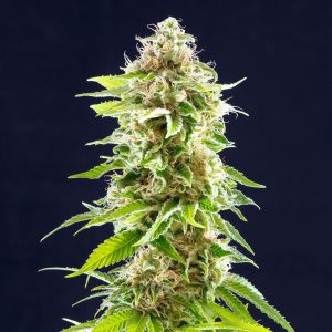 Cookies Haze – visoka sativa z gostimi, sladko-citrusnimi cvetovi in izjemno močjo.
