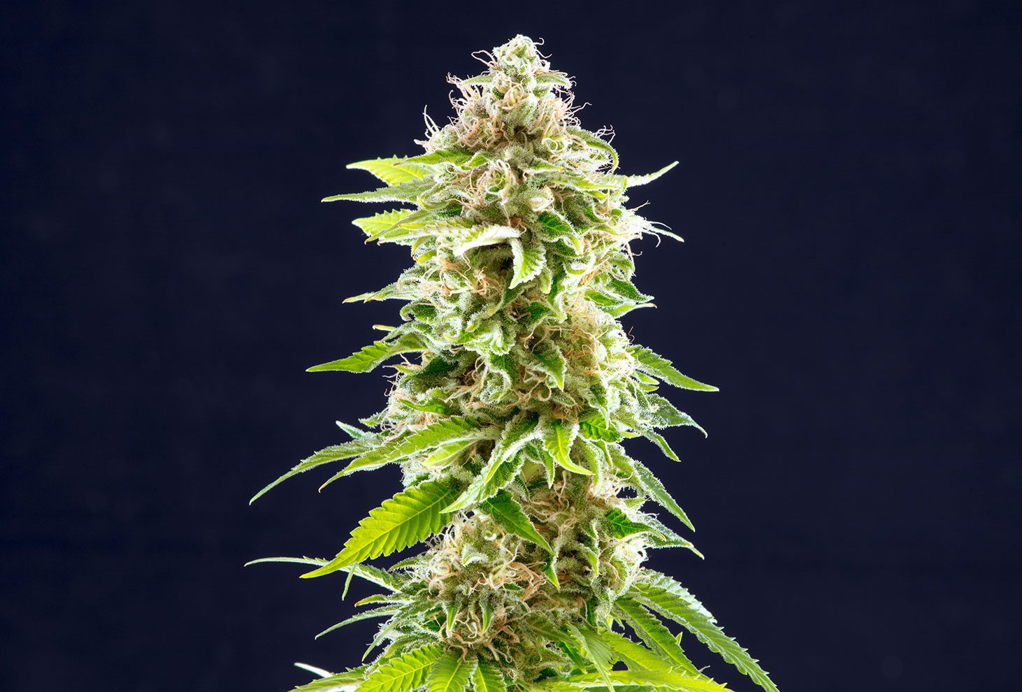 Cookies Haze – visoka sativa z gostimi, sladko-citrusnimi cvetovi in izjemno močjo.