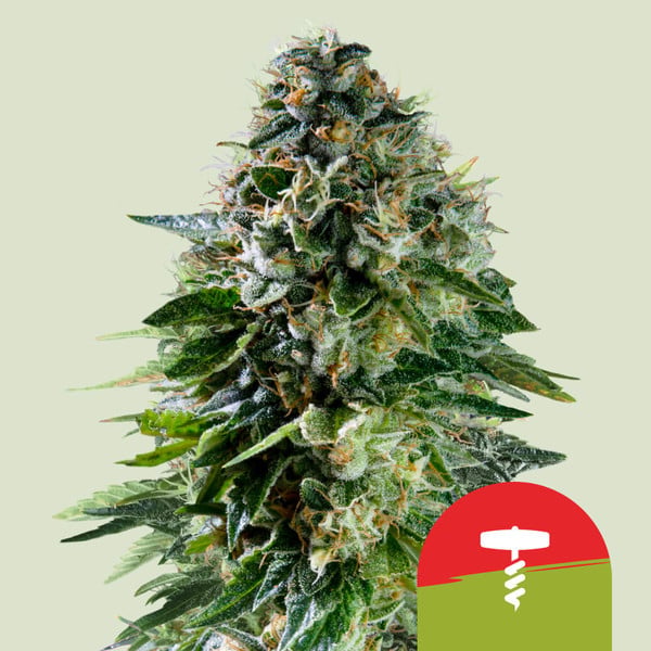 Corkscrew Auto Royal Queen Seeds