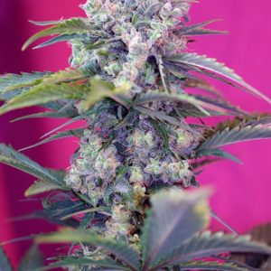 Cream Mandarine Auto Sweet Seeds
