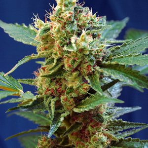 Cream Mandarine XL Auto Sweet Seeds