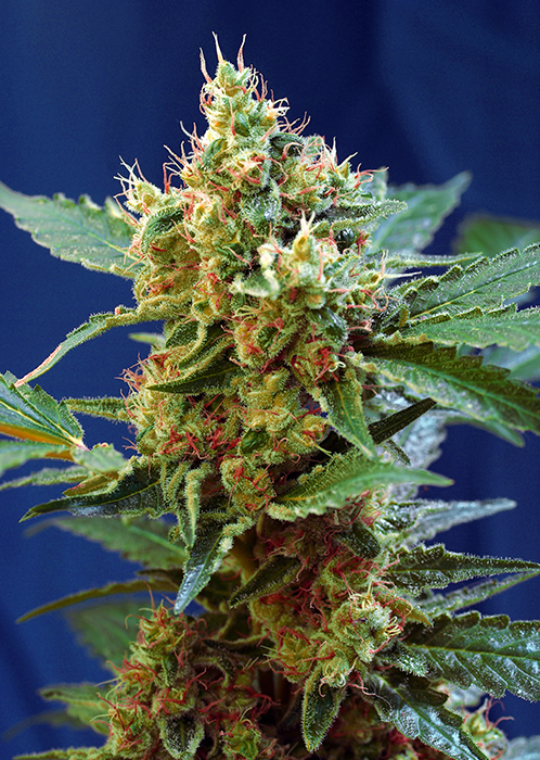 Cream Mandarine XL Auto Sweet Seeds