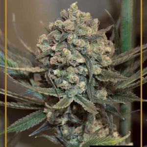 Critical+ 2.0 Auto Silent Seeds