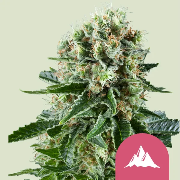 Critical Kush Royal Queen Seeds