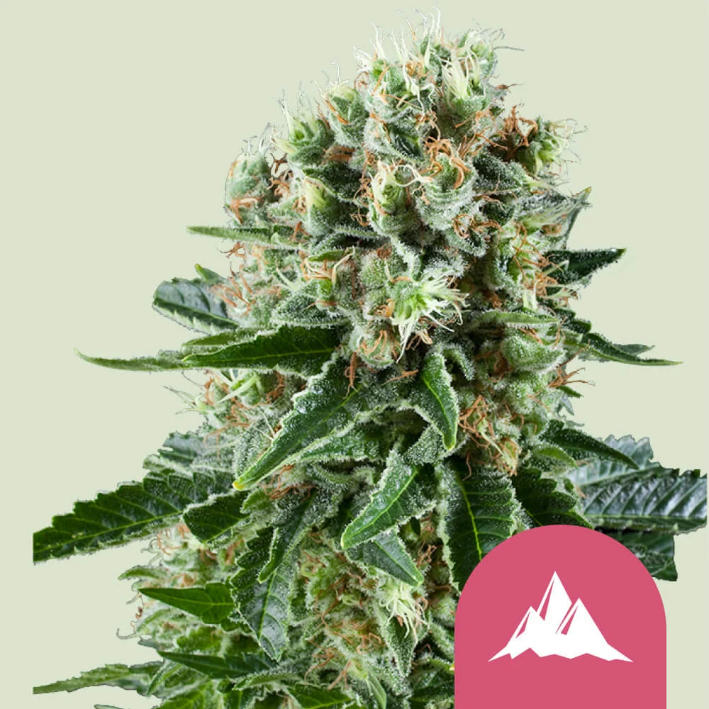 Critical Kush Royal Queen Seeds