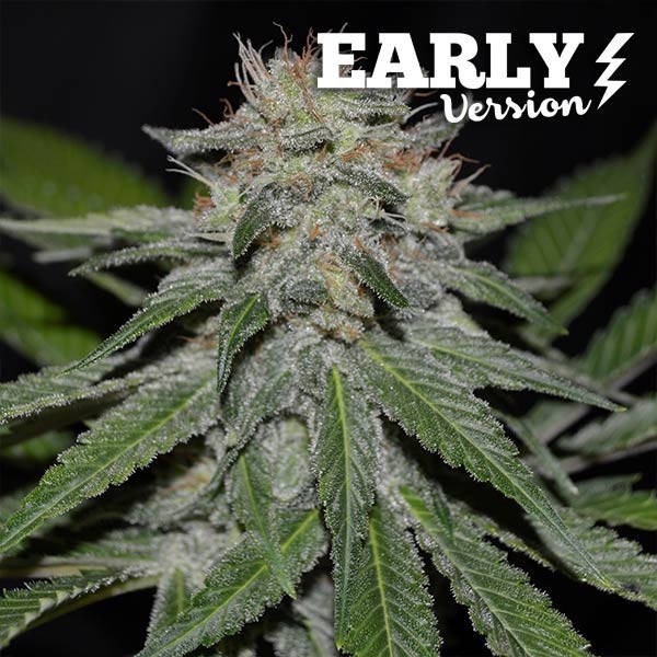 Critical Neville Haze Early Version Delicious Seeds