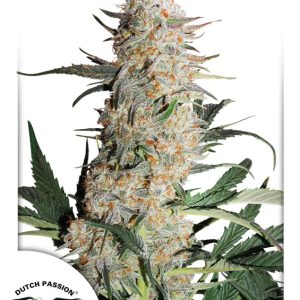 Critical Orange Punch Dutch Passion