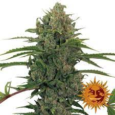 Critical Kush Auto Barney's Farm